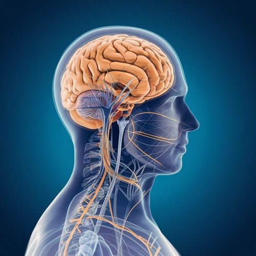 Sistema nervioso del hombre estimulado Sistema nervioso del hombre estimulado