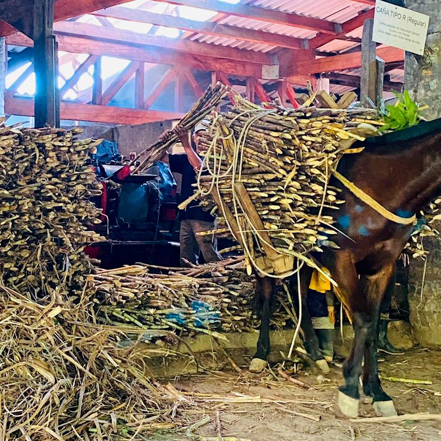 Trapiche de caña de azúcar